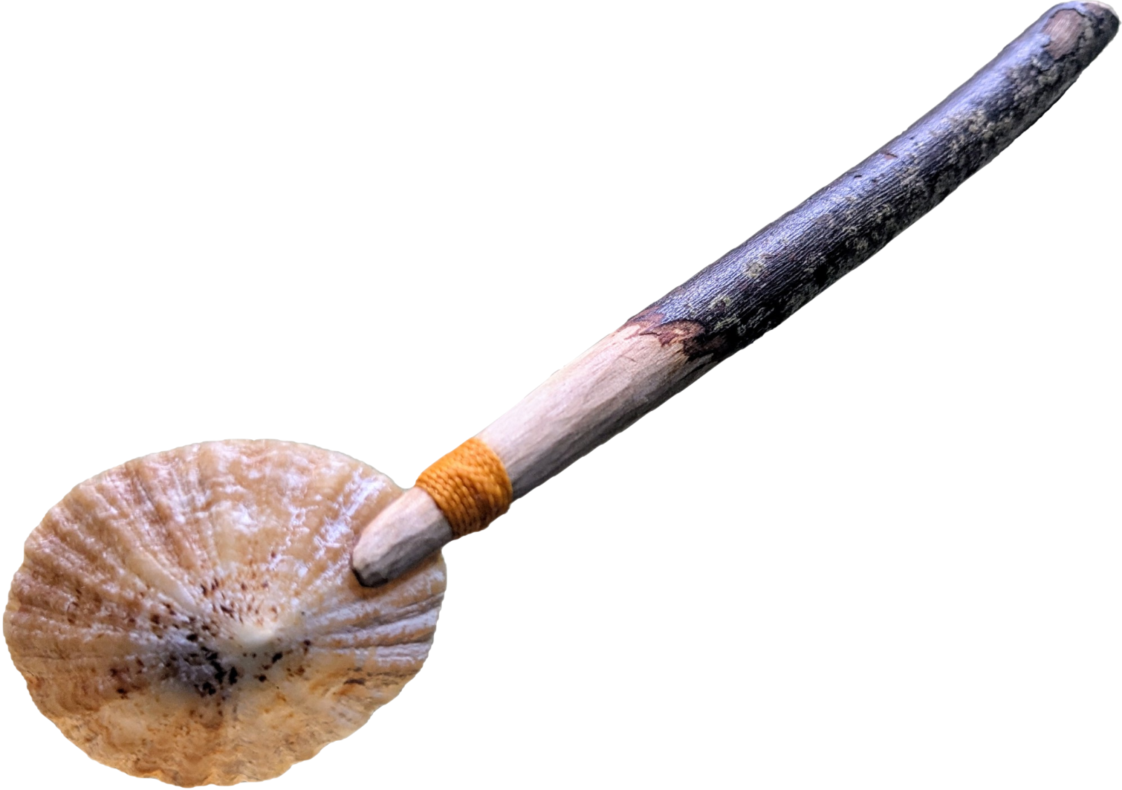 Cuillère guanche – avec un coquillage